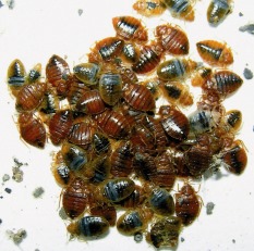 Small mites
