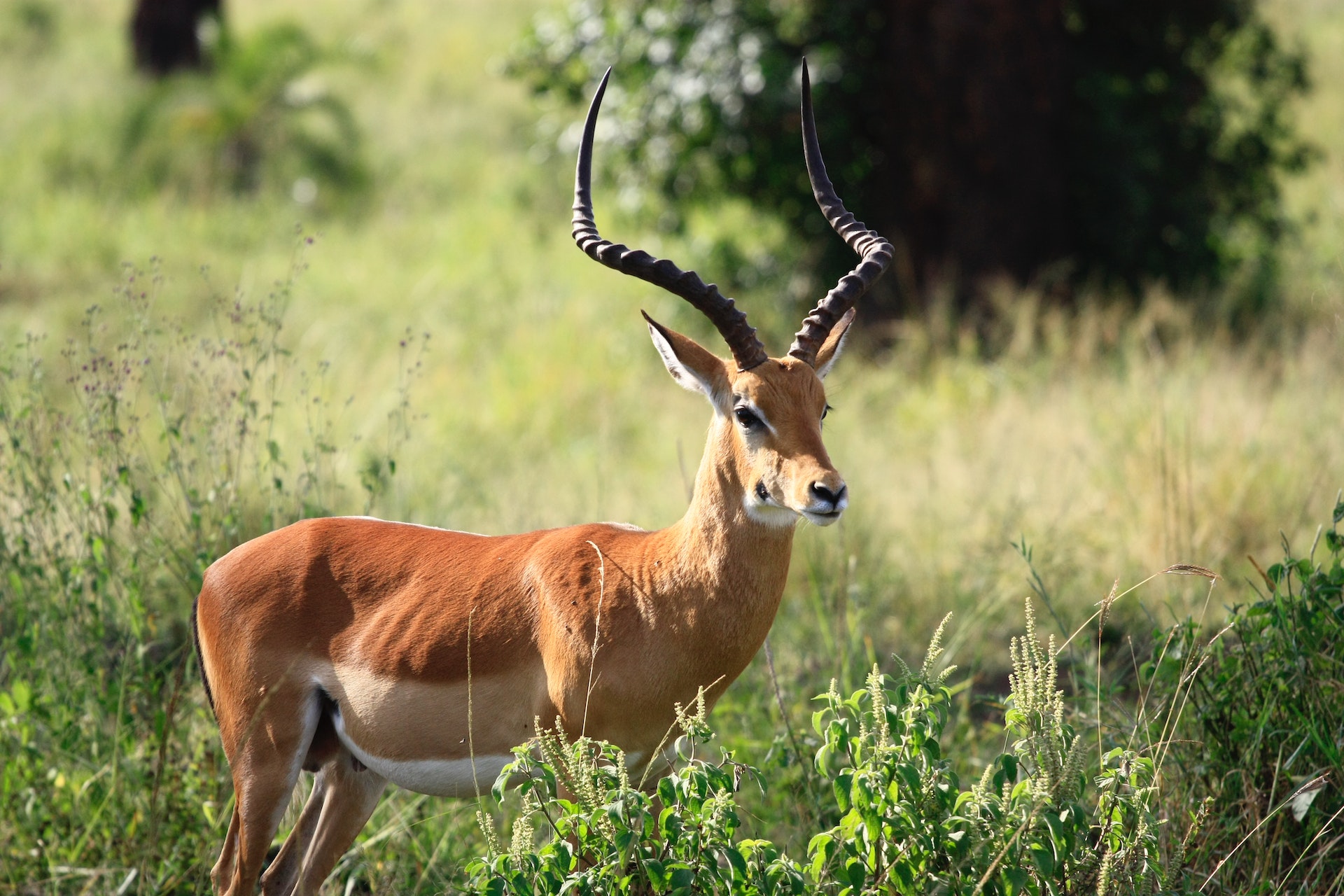 Deer Attractant Scents: Understanding and Using Lures Effectively